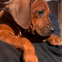 Cuccioli di razza Rhodesian Ridgeback