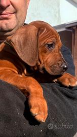 Cuccioli di razza Rhodesian Ridgeback