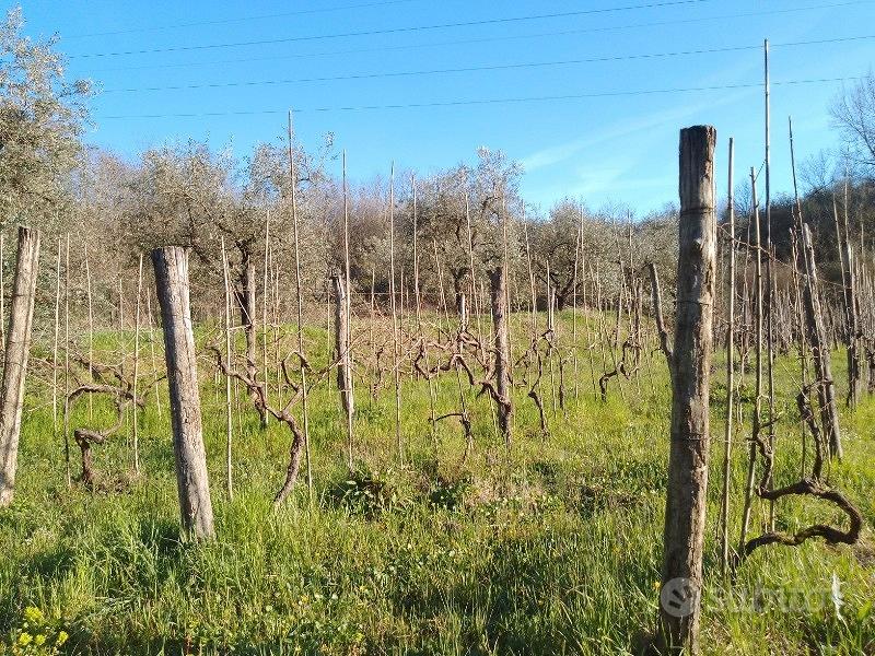 Terreno agricolo a Montecalvoli ( PI ) - Vista 3