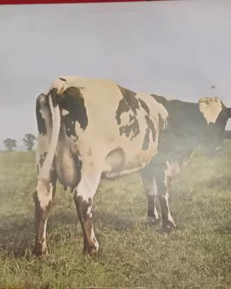 P.FLOYD-Atom Heart Mother-3 stampa Great Britain
