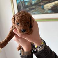 Barboncino Toy e mini toy