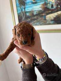 Barboncino Toy e mini toy