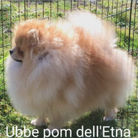 Spitz Pomerania