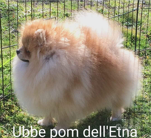 Spitz Pomerania