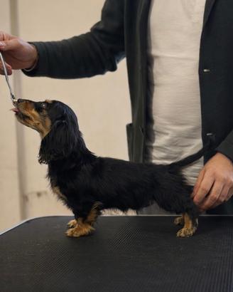 Bassotto a pelo lungo kaninchen - allevamento ENCI