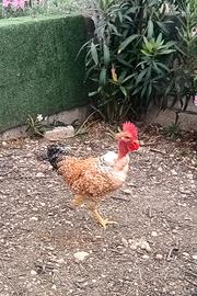 Galli collo nudo