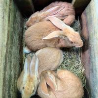 Conigli fulvi di Borgogna