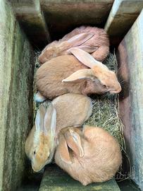 Conigli fulvi di Borgogna