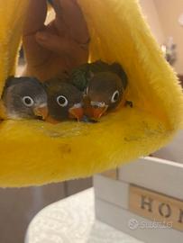 Inseparabili meravigliosi