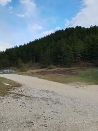 Pineta 20.000 mq - Giammaturo (Monte Piselli, AP)