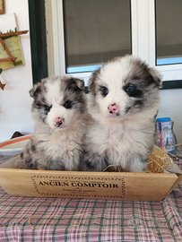 Border collie neri e merle maschi e femmine