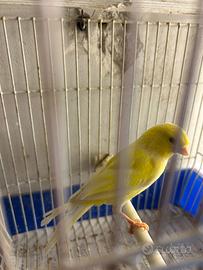 Canarino giallo brinato