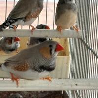 Diamantini mandarino