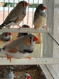 Diamantini mandarino