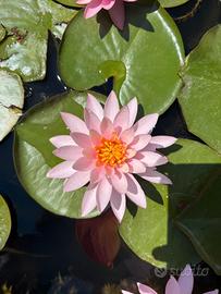 Ninfee e fiori di loto