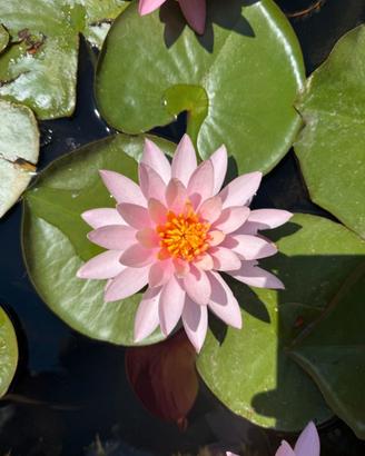 Ninfee e fiori di loto