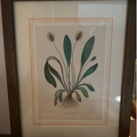 18 Quadretti con disegni di immagini  botaniche