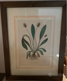 18 Quadretti con disegni di immagini  botaniche