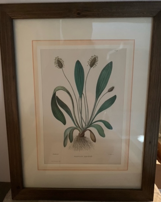 18 Quadretti con disegni di immagini  botaniche