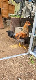 Gallo Legbar cream