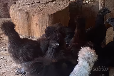 Galline galli ornamentali