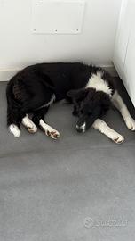 Border collie 6 mesi : solo per persone esperte