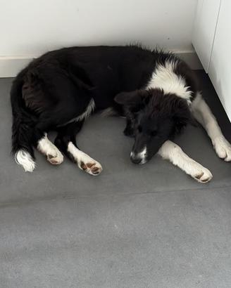 Border collie 6 mesi : solo per persone esperte