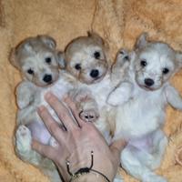 Maltipoo Toy cuccioli barboncino maltese