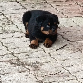 Cuccioli di rottweiler
