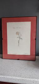 Coppia quadri disegni originali 1932 Casale M.to