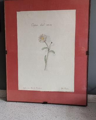 Coppia quadri disegni originali 1932 Casale M.to