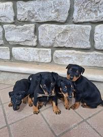 Cuccioli di pincher