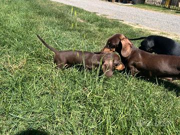 Cucciolo di bassotto nano