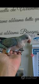 parrochetto monaco 