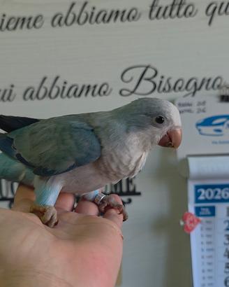 parrochetto monaco 