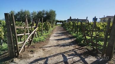 Terreno in via del Casale del Finocchio