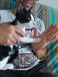 Gingi gattino stupendo