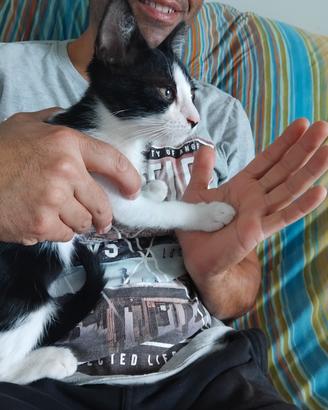 Gingi gattino stupendo