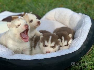 Cuccioli du siberin husky