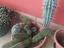 Immagine 3