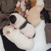 Disponibili cuccioli di chihuahua