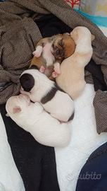 Disponibili cuccioli di chihuahua