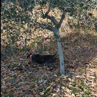 Kurzar femmina per accoppiamento