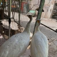 Pavoni varie colorazioni