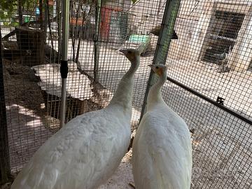 Pavoni varie colorazioni