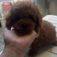 Barboncino Toy rosso