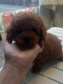 Barboncino Toy rosso