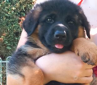 Cucciola di pastore tedesco