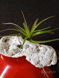 Tillandsia  o pianta del vento.