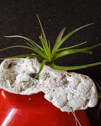 Tillandsia  o pianta del vento.
